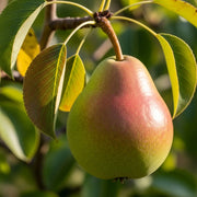 Stepover 'Conference' Pear Tree | Bare Root